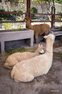Real-life Alpacas. All alpacas are domesticated (there are no wild ones) and bred for their wool. In addition to the wool being extremely soft, it's also hypoallergenic, water repellent, and flame resistant.

(Photo by Tony Xue)